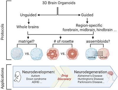 Brain organoid protocols and limitations
